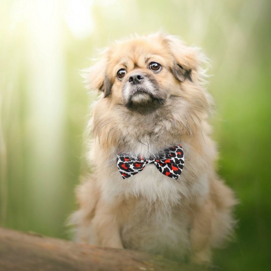 Dog Bow Ties, 40 PCS Segarty Pet Neck Bows, Bulk Pet Bowties with Adjustable Collar, Grooming Bowknot for Christmas Birthday Holiday Valentine Party Dog Photography Accessories Gift for Puppy Dogs Cat… Dog Bow Ties, 40 PCS Segarty Pet Neck Bows, Bulk Pet Bowties with Adjustable Collar, Grooming Bowknot for Christmas Birthday Holiday Valentine Party Dog Photography Accessories Gift for Puppy Dogs Cat…