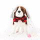 Segarty Dog Bow Tie, 10 PCS Bowties Dog Collar Bulk Holiday Cat Collar Grooming Bows for Pet Puppy Photography Festival Party Neck Wear Gift, Cute and Plaid Patterned Segarty Dog Bow Tie, 10 PCS Bowties Dog Collar Bulk Holiday Cat Collar Grooming Bows for Pet Puppy Photography Festival Party Neck Wear Gift, Cute and Plaid Patterned