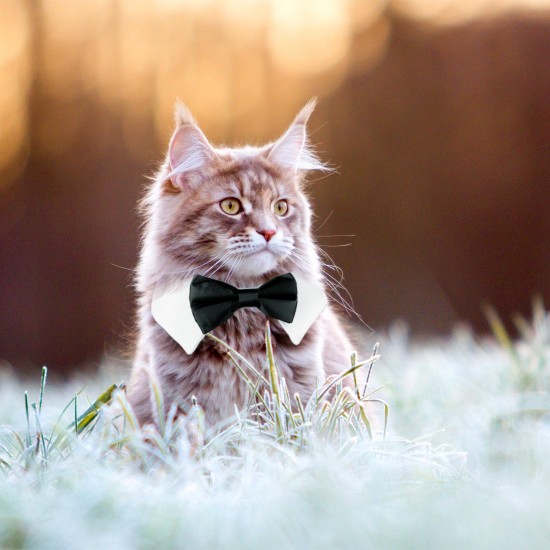 cat collar and tie