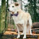 Segarty Bow Ties for Dogs, 30 Pcs Adjustable Dog Collar with Bow, Dog Bow Tie Collar for Small Medium Large Girl Pet Dogs Cats Christmas, Bulk Red White Purple Black Plaid Neck Bowties Segarty Bow Ties for Dogs, 30 Pcs Adjustable Dog Collar with Bow, Dog Bow Tie Collar for Small Medium Large Girl Pet Dogs Cats Christmas, Bulk Red White Purple Black Plaid Neck Bowties