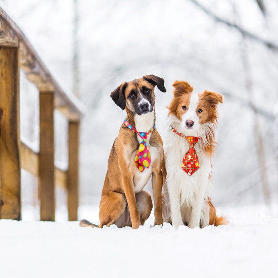 Dog Bow Tie for Small Dogs, 30PCS Segarty Bowties Dog Collar Adjustable, Bulk Floral Neck Ties for Puppy Pets Cats, Neckties Grooming Ties for Boy Dogs Christmas Wedding Holiday Graduation Photography Dog Bow Tie for Small Dogs, 30PCS Segarty Bowties Dog Collar Adjustable, Bulk Floral Neck Ties for Puppy Pets Cats, Neckties Grooming Ties for Boy Dogs Christmas Wedding Holiday Graduation Photography
