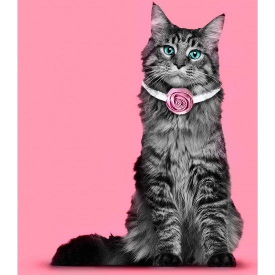 Cat Collar Flowers, Segarty 15 PCS Pet Flower Collars, Adjustable Elastic Dog Collar Rose Accessory for Female Girl Dogs Cats Valentines Wedding Costumes Attachment Collar Charms Grooming Bows Gifts Cat Collar Flowers, Segarty 15 PCS Pet Flower Collars, Adjustable Elastic Dog Collar Rose Accessory for Female Girl Dogs Cats Valentines Wedding Costumes Attachment Collar Charms Grooming Bows Gifts