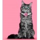 Cat Collar Flowers, Segarty 15 PCS Pet Flower Collars, Adjustable Elastic Dog Collar Rose Accessory for Female Girl Dogs Cats Valentines Wedding Costumes Attachment Collar Charms Grooming Bows Gifts Cat Collar Flowers, Segarty 15 PCS Pet Flower Collars, Adjustable Elastic Dog Collar Rose Accessory for Female Girl Dogs Cats Valentines Wedding Costumes Attachment Collar Charms Grooming Bows Gifts