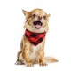 Dog Bandana, 8PCS Segarty Dog Scarves, Dog Kerchiefs, Plaid Triangle Cloth Bandanas for Small Medium Girl Boy Female Male Puppies Dogs Cats, Adjustable Pet Scarf Assorted Summer Fall Handkerchiefs Bib Dog Bandana, 8PCS Segarty Dog Scarves, Dog Kerchiefs, Plaid Triangle Cloth Bandanas for Small Medium Girl Boy Female Male Puppies Dogs Cats, Adjustable Pet Scarf Assorted Summer Fall Handkerchiefs Bib
