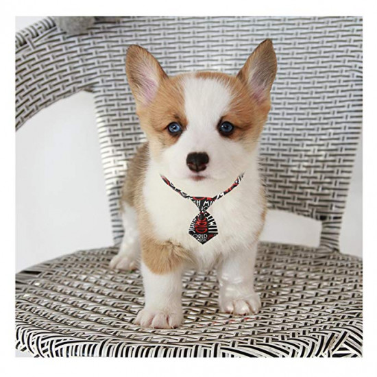 Dog Bow Ties, 40 PCS Segarty Pet Neck Bows, Bulk Pet Bowties with Adjustable Collar, Grooming Bowknot for Christmas Birthday Holiday Valentine Party Dog Photography Accessories Gift for Puppy Dogs Cat Dog Bow Ties, 40 PCS Segarty Pet Neck Bows, Bulk Pet Bowties with Adjustable Collar, Grooming Bowknot for Christmas Birthday Holiday Valentine Party Dog Photography Accessories Gift for Puppy Dogs Cat