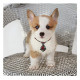 Dog Bow Ties, 40 PCS Segarty Pet Neck Bows, Bulk Pet Bowties with Adjustable Collar, Grooming Bowknot for Christmas Birthday Holiday Valentine Party Dog Photography Accessories Gift for Puppy Dogs Cat Dog Bow Ties, 40 PCS Segarty Pet Neck Bows, Bulk Pet Bowties with Adjustable Collar, Grooming Bowknot for Christmas Birthday Holiday Valentine Party Dog Photography Accessories Gift for Puppy Dogs Cat