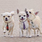Segarty Dog Neck Ties, 30 PCS Dog Ties, Adjustable Dog Neckties for Medium Large Dog, Bulk Pet Bow Ties Collar Dog Grooming Accessories for Girl Boy Dogs Valentines Holiday Birthday Wedding Costumes