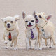 Dog Neckties, 10PCS Segarty Baby Toddlers Ties Medium Dog Bow Ties Collar, Adjustable Pet Cat Dog Neckties for Holiday Festival Dog Collar Dog Grooming Accessories Dog Neckties, 10PCS Segarty Baby Toddlers Ties Medium Dog Bow Ties Collar, Adjustable Pet Cat Dog Neckties for Holiday Festival Dog Collar Dog Grooming Accessories