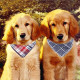 Segarty Dog Bandanas, 4PCS Triangle Bibs Reversible Plaid Printing Dog Kerchief Set, Scarfs Accessories for Small to Large Dogs Cats Pets Segarty Dog Bandanas, 4PCS Triangle Bibs Reversible Plaid Printing Dog Kerchief Set, Scarfs Accessories for Small to Large Dogs Cats Pets